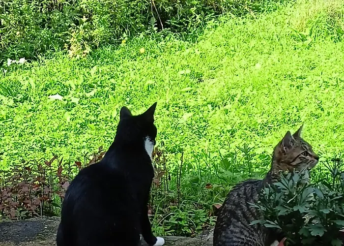 Homestay Pod Mala Sowa